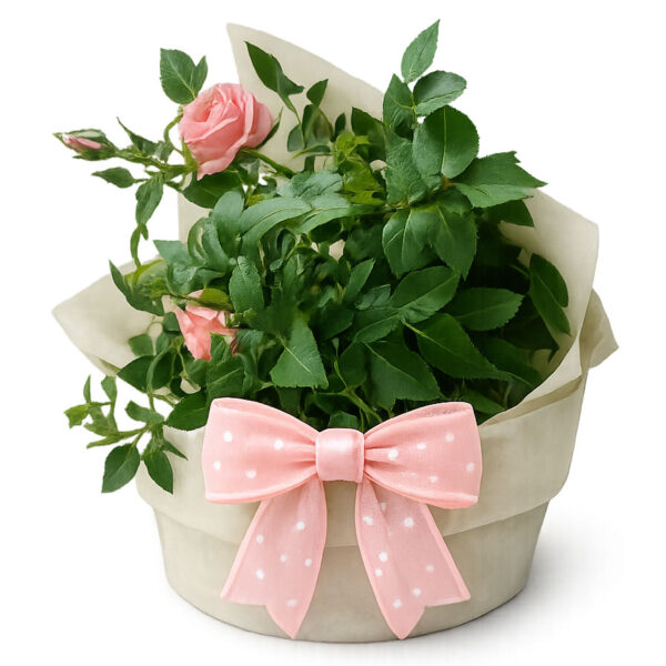 flowering pot coastal petals and buds